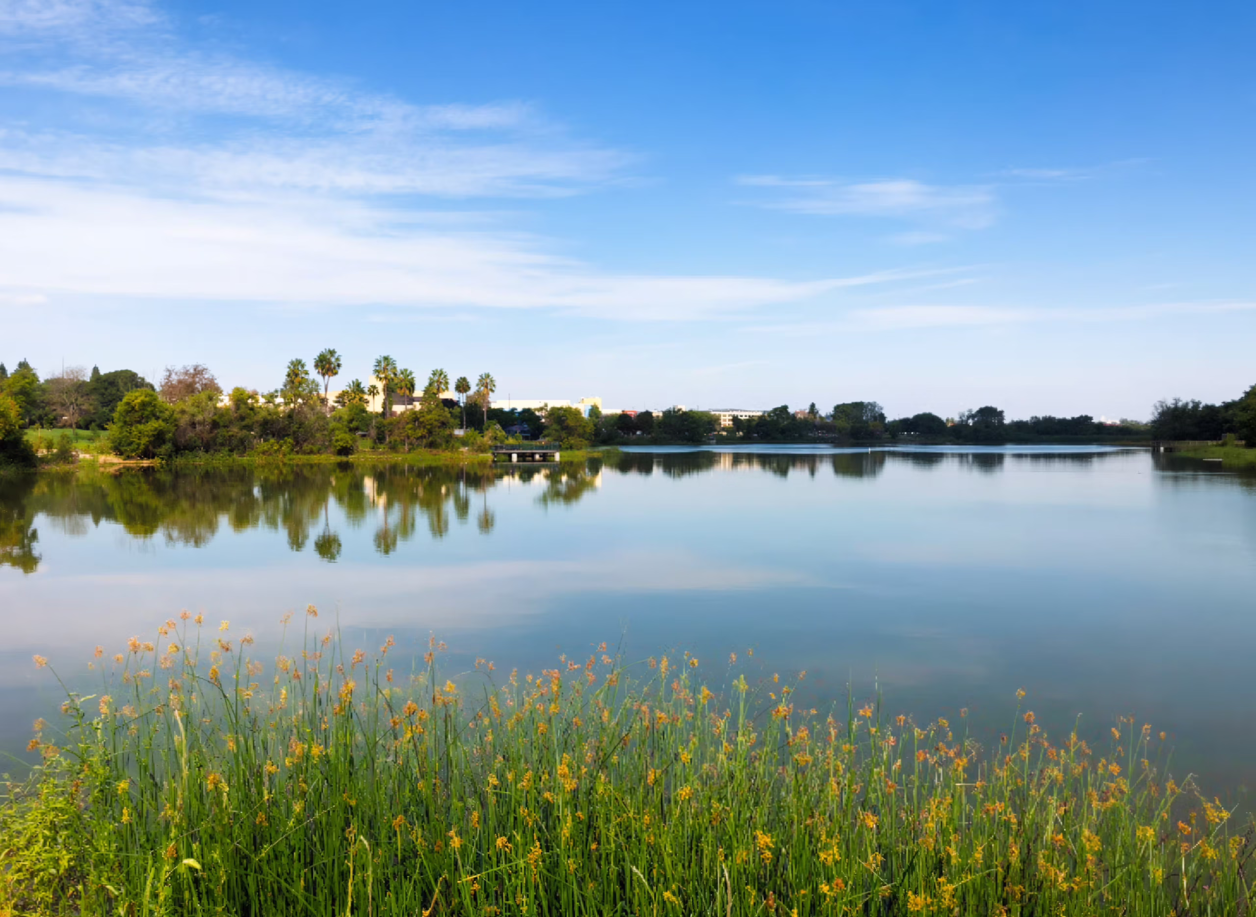 Serene lake with calm waters reflecting palm trees and blue sky, surrounded by lush greenery and wildflowers in foreground — perfect for nature, relaxation, or travel content.